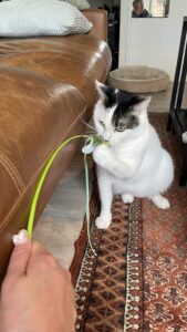 😺ジャラシ大好き☺️