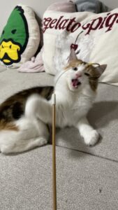 😺かわいい〜ベビちゃん💕😺