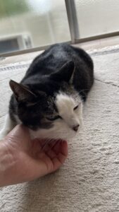 😺シニアにゃんこさん😺