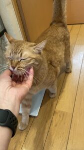 😺親子にゃんこさん😺