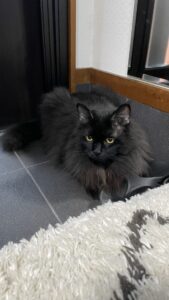 😺紙袋で遊んでみたよ😺
