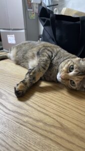 😺お兄ちゃんと妹😺