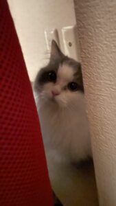 😺怖がり屋さんニャンズ😺