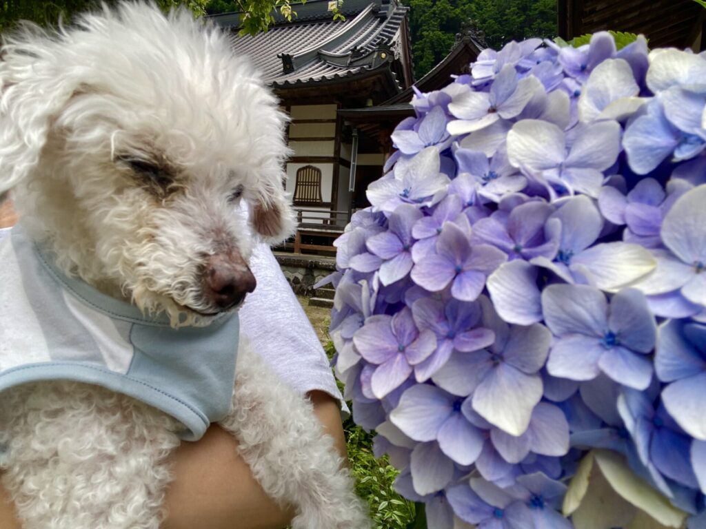 【新城市 ペット介護】ムクちゃんお世話の様子🐶