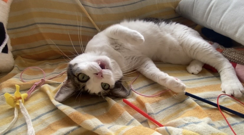 【岡崎市 猫のお世話】ゆうちゃん、いもこちゃんお世話の様子🐱🐱