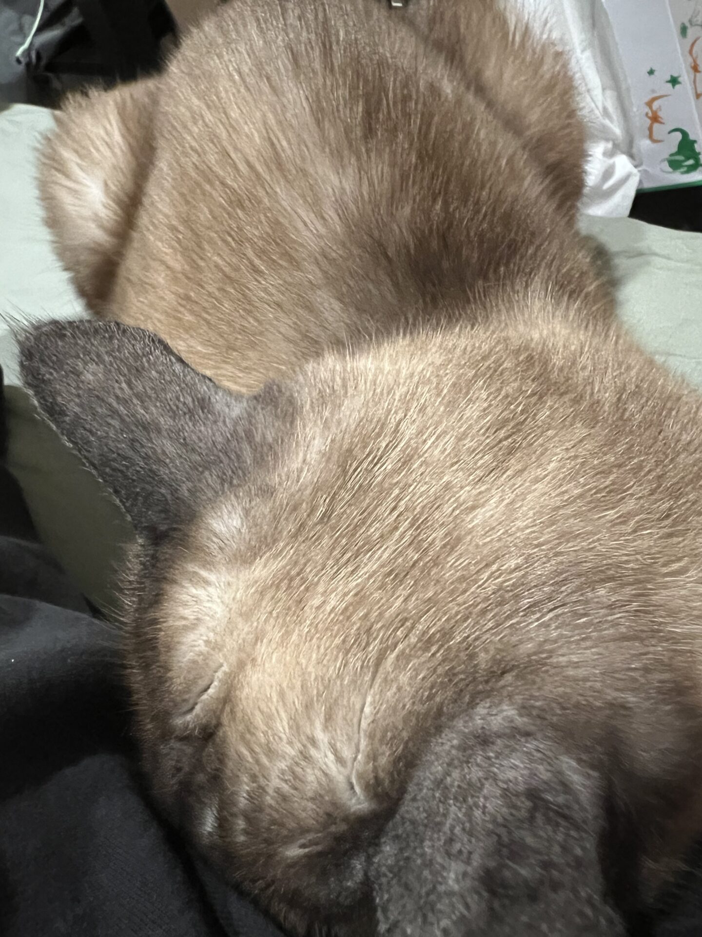 久々のおふ