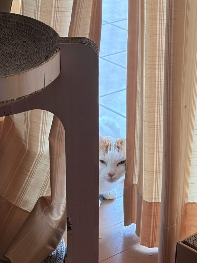 【千葉市・猫】ラテくんのお世話報告