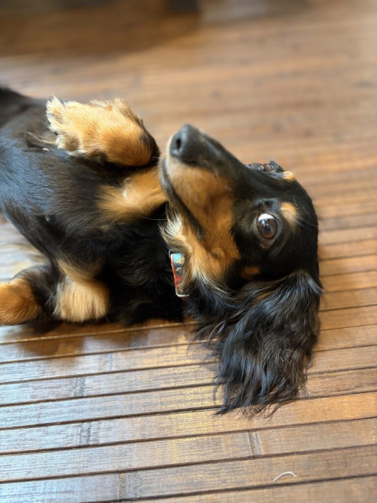 【習志野市・犬】キッキーちゃんとダンクくんのお世話報告