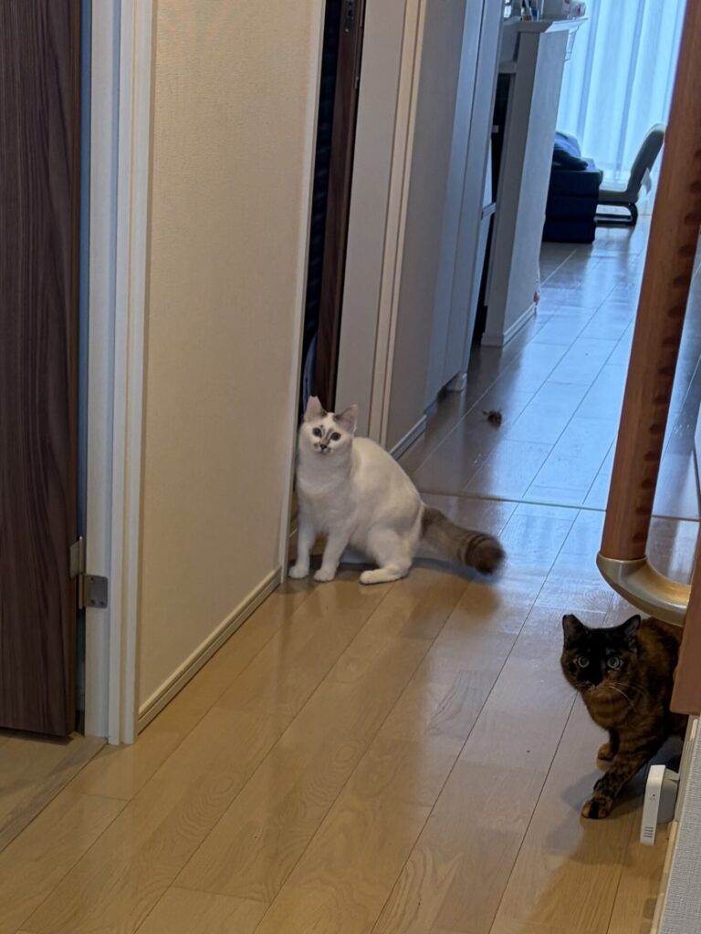 【船橋市・猫】つむぎちゃん、ユキちゃんのお世話報告