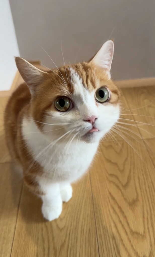 ペットシッター　箕面市　マンチカンのみつるくんとちー太くん