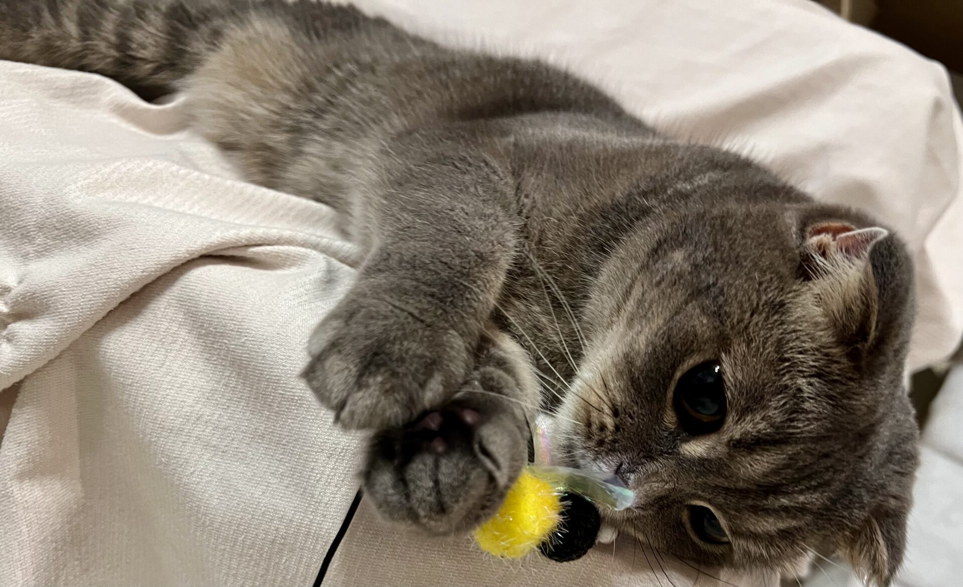 むぎちゃん ショートコース リピートのご依頼♪