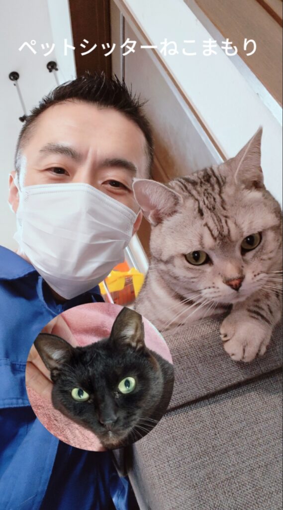 新宿区 お得意様 アメリカンショートヘアちゃんと まっくろちゃんお世話レポート🐈