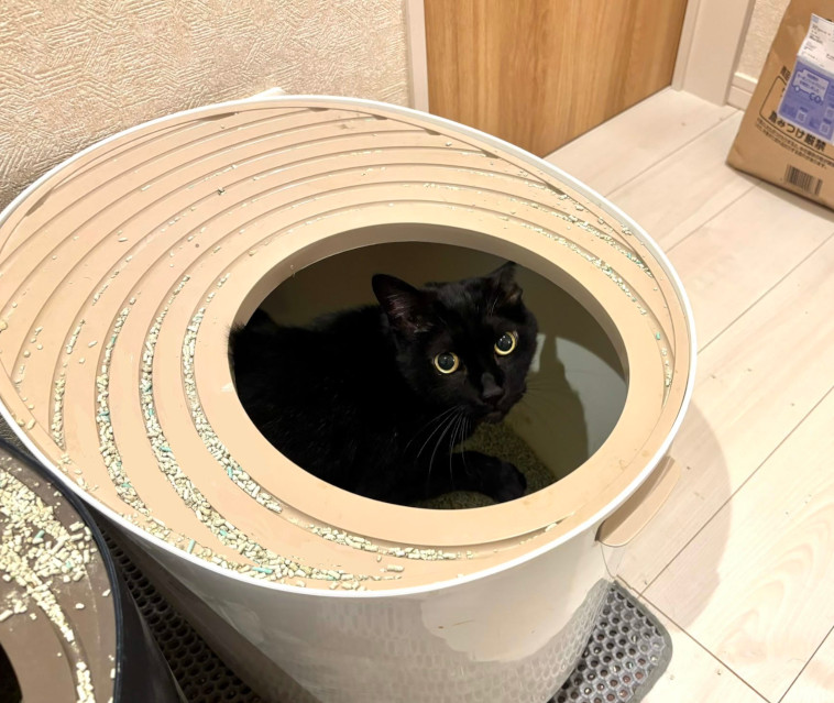 ペットシッターすみれねこトイレ