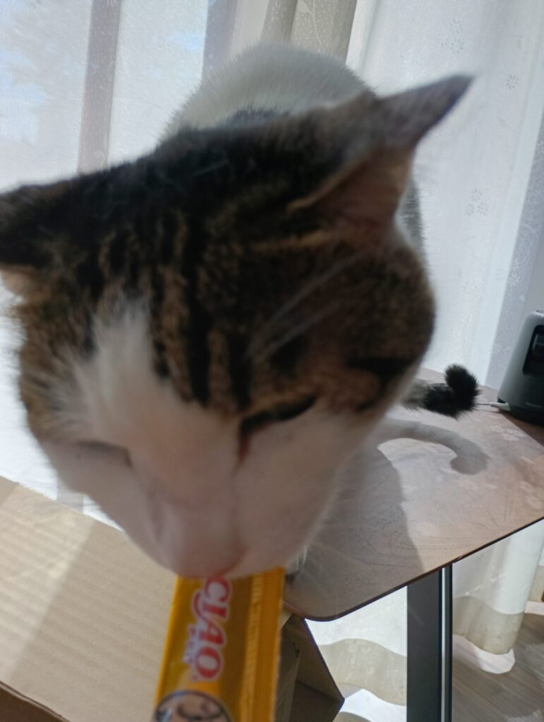 美郷町🐱琥珀君のお世話