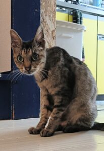 金沢区│16歳とは思えない可愛らしさ。穏やかな猫ちゃんとのお留守番時間