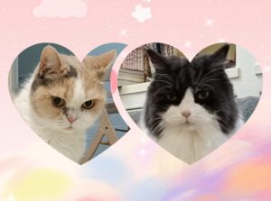 磯子区で猫のお世話|少しずつ心を開いてくれた2匹の姉妹猫ちゃん