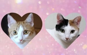 金沢区の可愛い双子猫ちゃんリピート