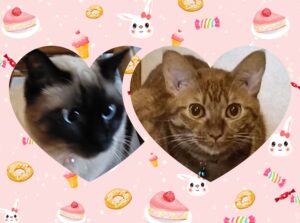 【横浜市金沢区】元保護猫の1歳姉妹と楽しいお留守番時間を過ごしました