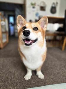 綾町アニーちゃんのお世話レポート🐶