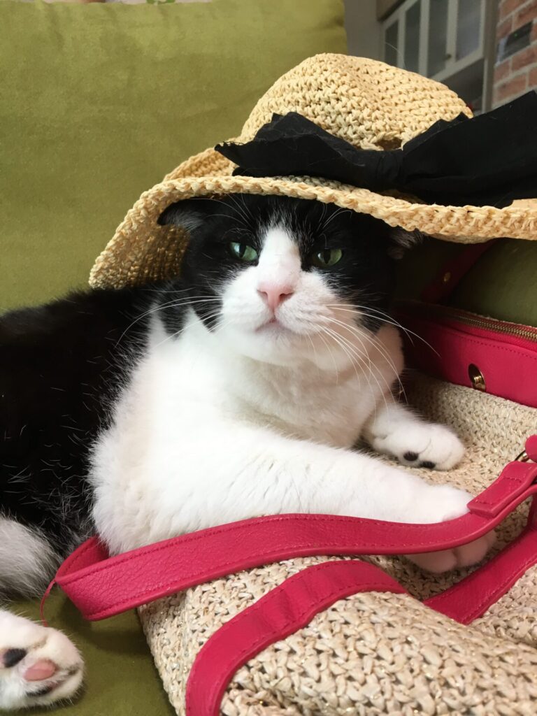 猫のミク