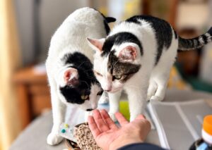 【😺キャットシッター】シェーン君とグレン君のお世話