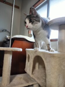 【お世話】千葉市中央区 猫ちゃんたちと兎さんたち