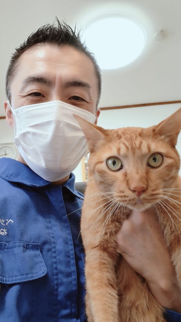渋谷区 お得意様 嬉しくてクネクネポーズになっちゃう茶トラくん お世話レポート🐈
