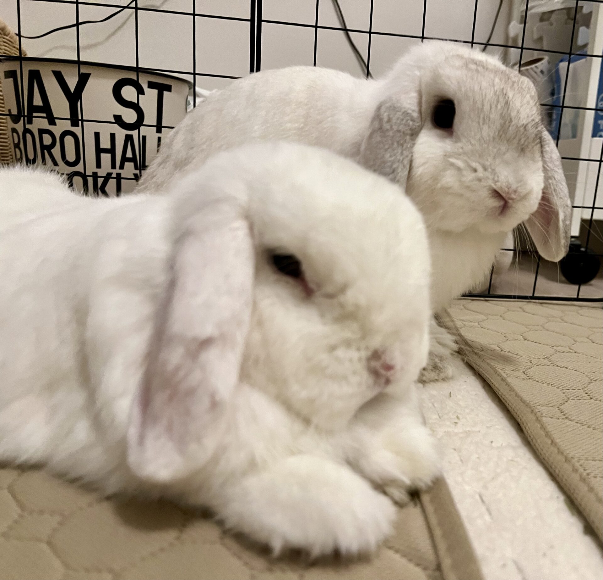 新規♪ゆきまる君＆ぽわちゃん　ショートコースのご依頼♪