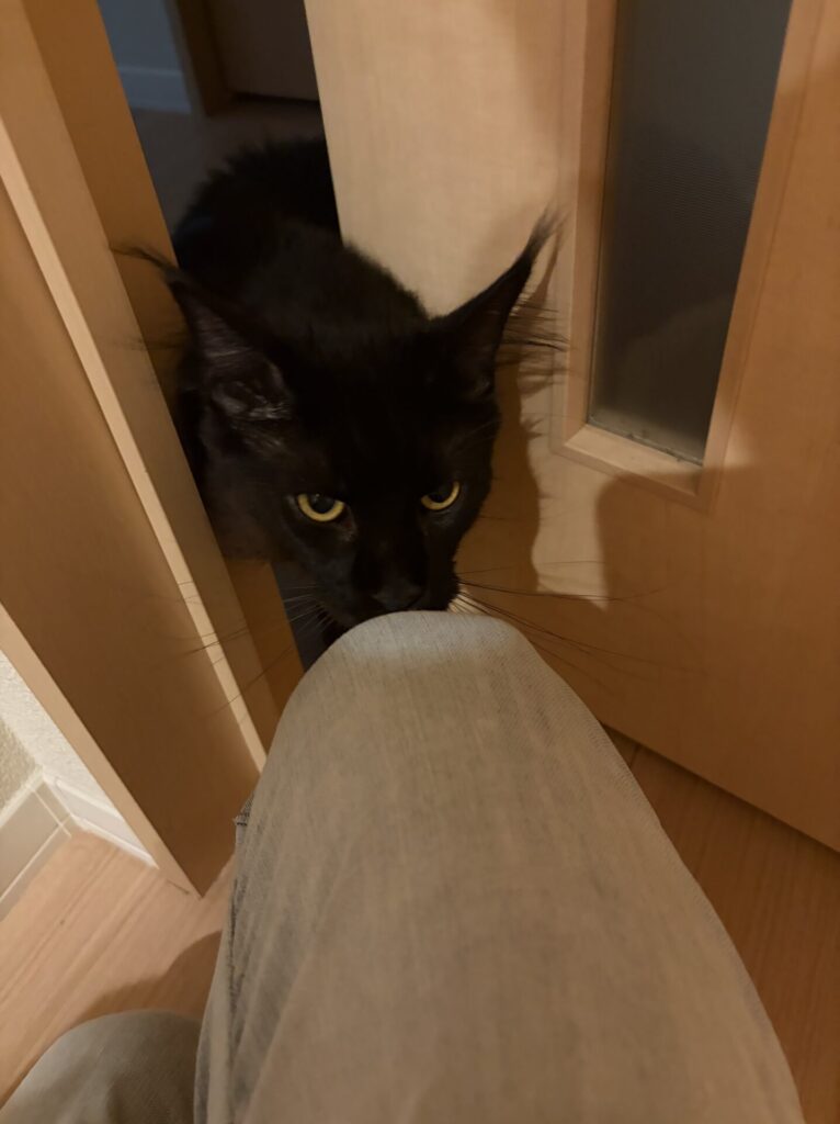 【千葉市・猫】はるくんのお世話報告