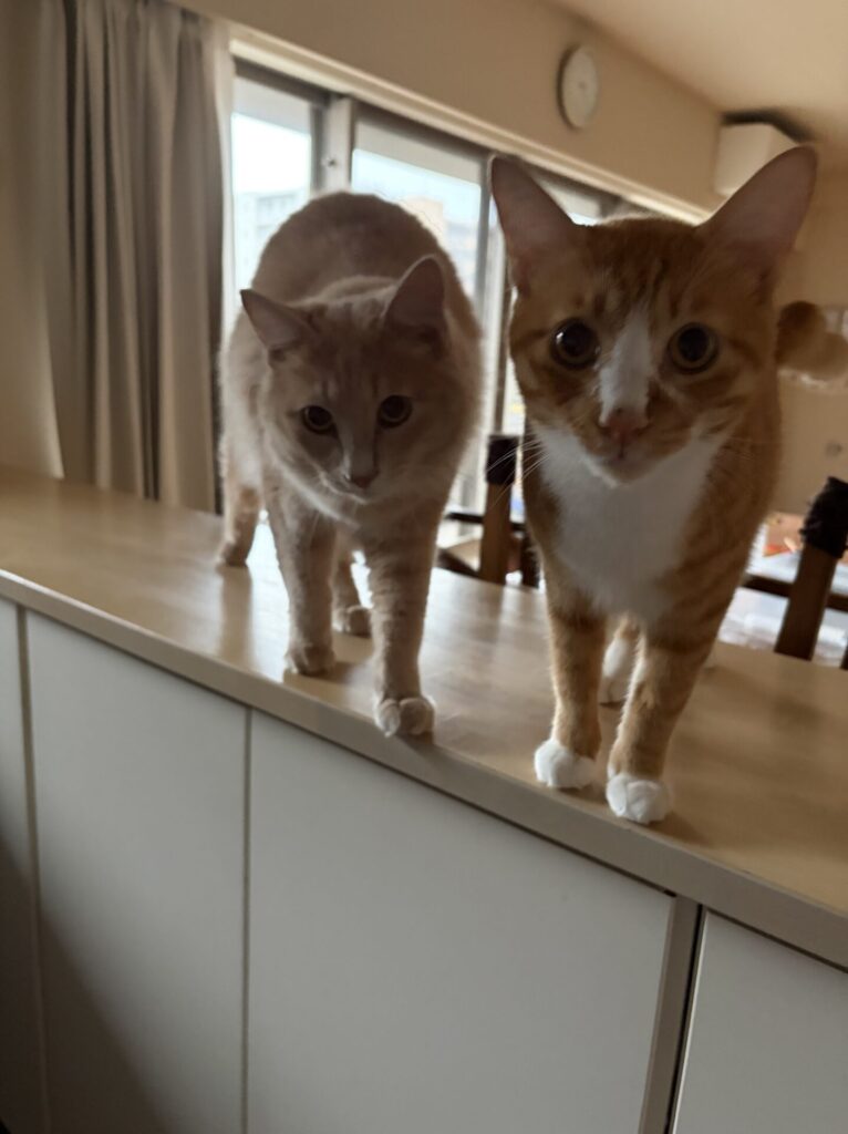 【習志野市・猫】れおくん、とらくんのお世話報告