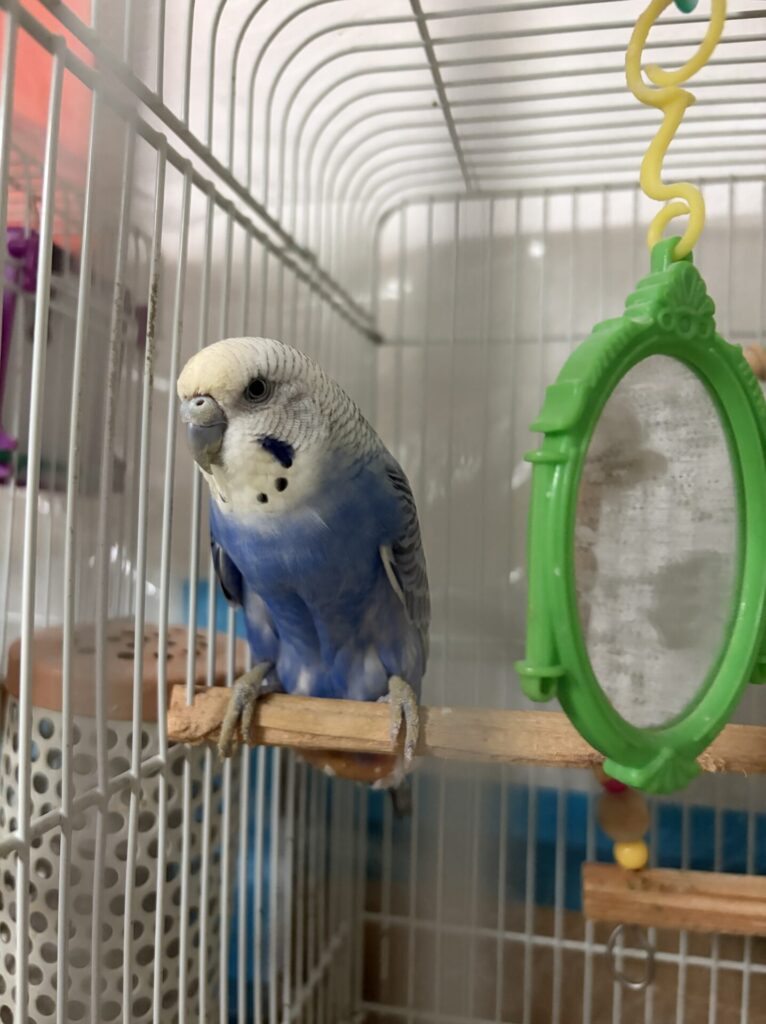 【習志野市・鳥】キョロちゃん、ハッピーちゃんのお世話報告