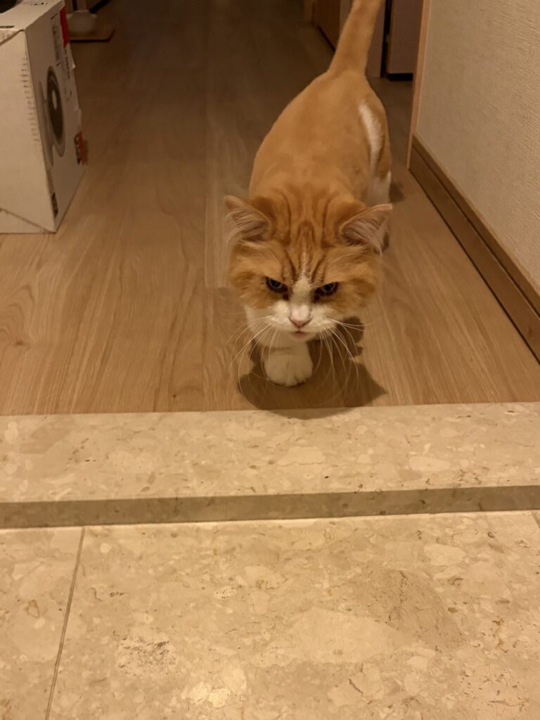 【千葉市・猫】レオちゃまのお世話報告