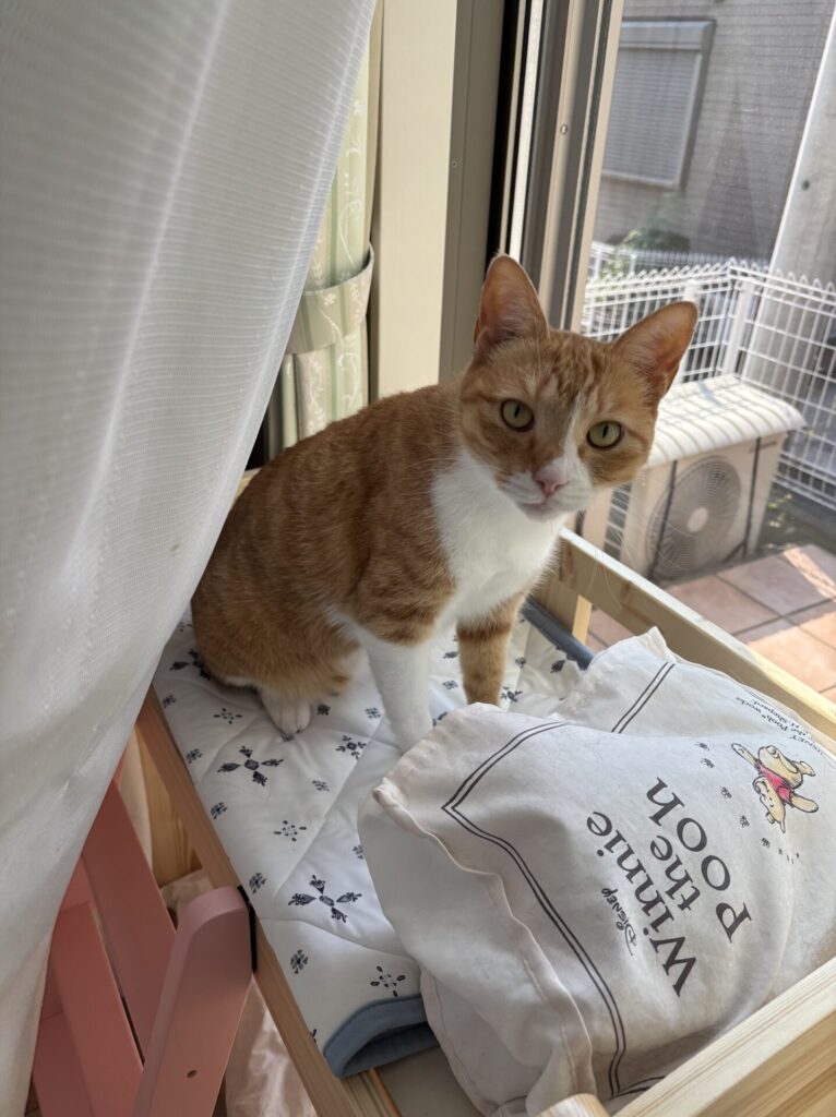 猫の三日月