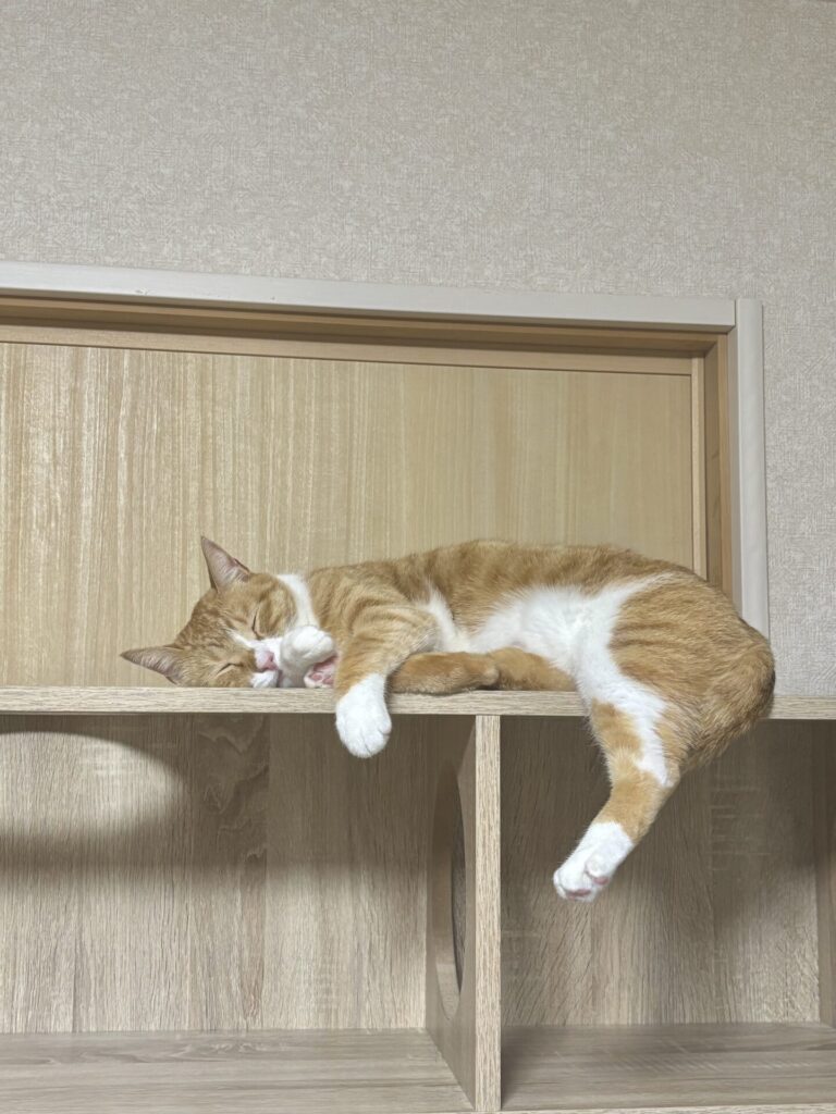 11月14〜15日はお休みをいただきます