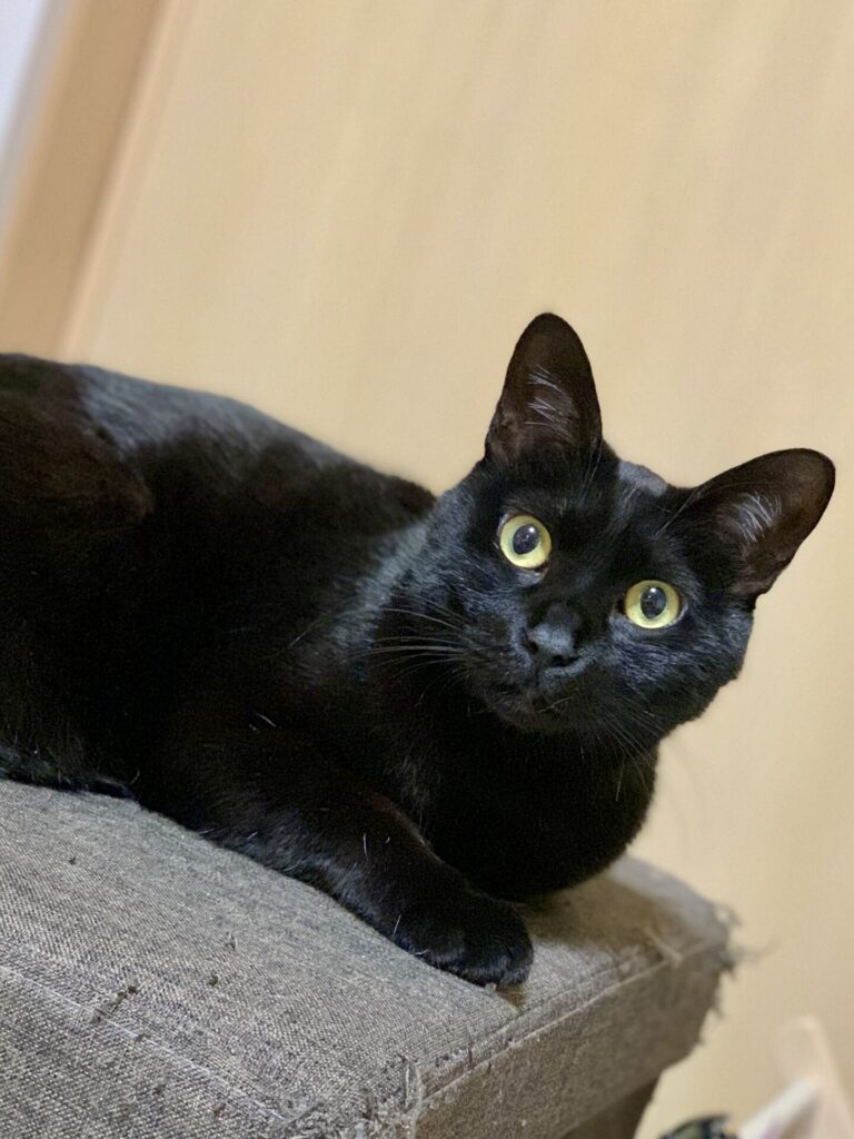 猫のルナ