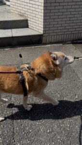 福岡市南区でミックス犬のサンちゃんのお世話♪