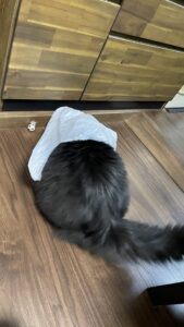 😺ガサガサ大好き😆