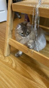 😺遊びたくてうずうず😆