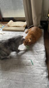 😺初めましてのお友達✨