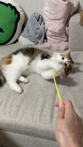 😺動くもの大好き💨