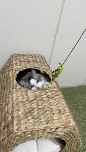 😺仲良く遊ぼうね☺️