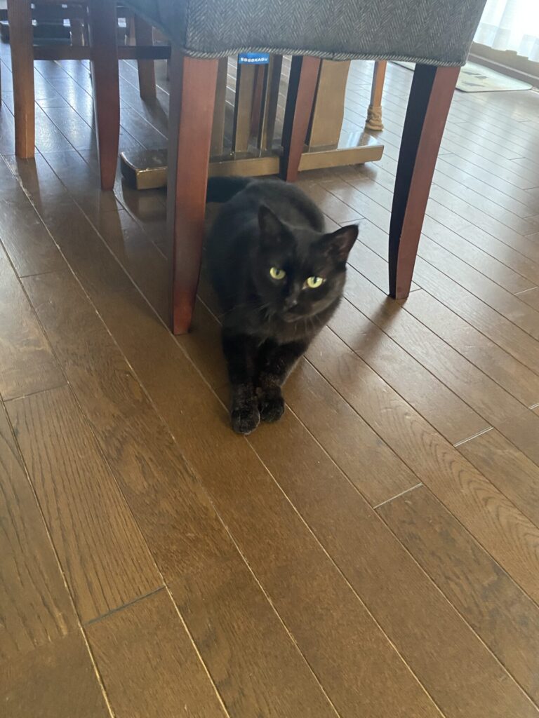 【豊川市 猫のお世話】グリちゃんお世話の様子🐱