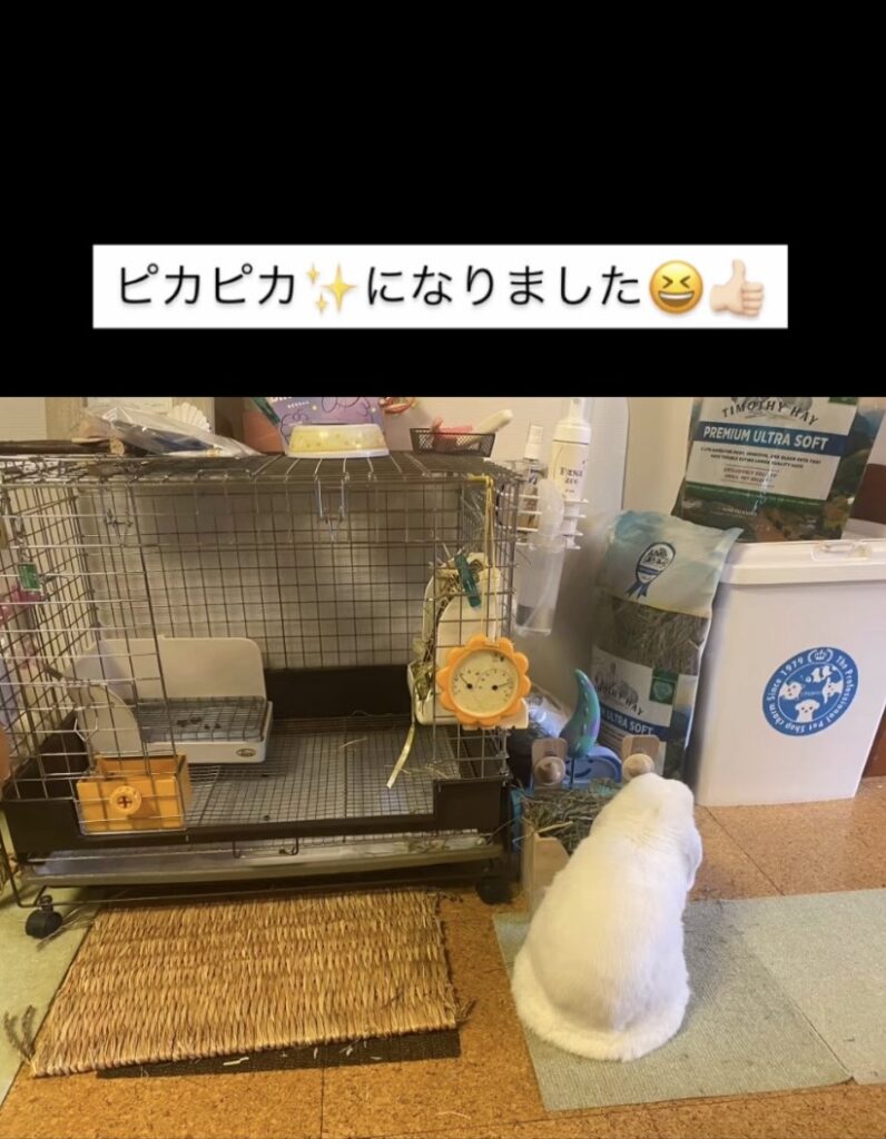 【蒲郡市 うさぎのお世話】ゆきちくんお世話の様子🐰
