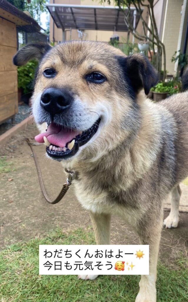 【新城市 犬のお世話】わだちくんお世話の様子