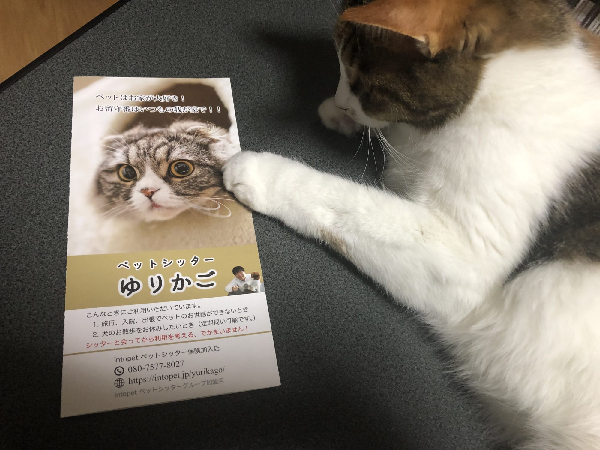 伊勢原市にてパンフレットを配布しております ペットシッターゆりかご