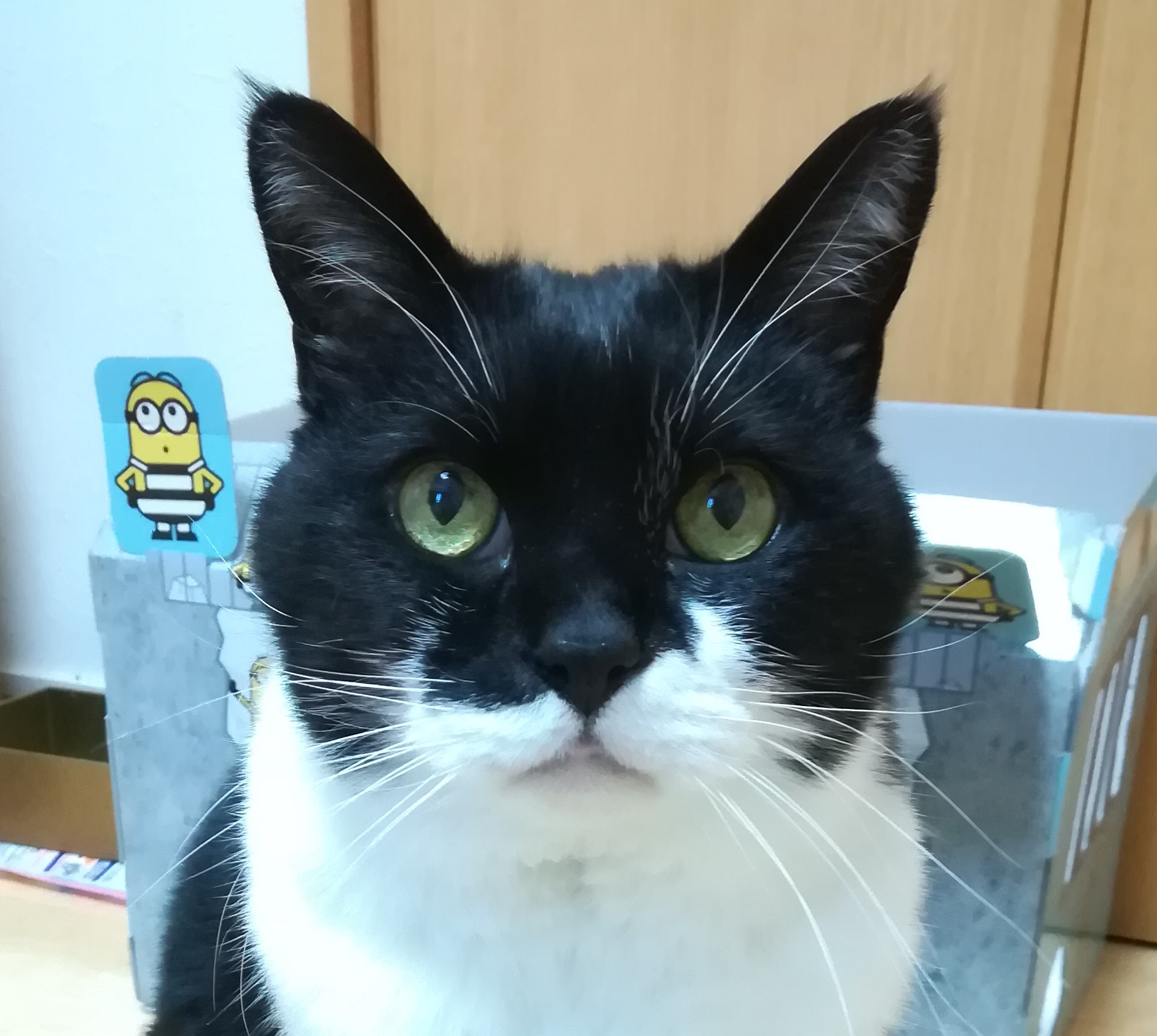 猫の 耳の秘密 について キャットシッターゆるねこ