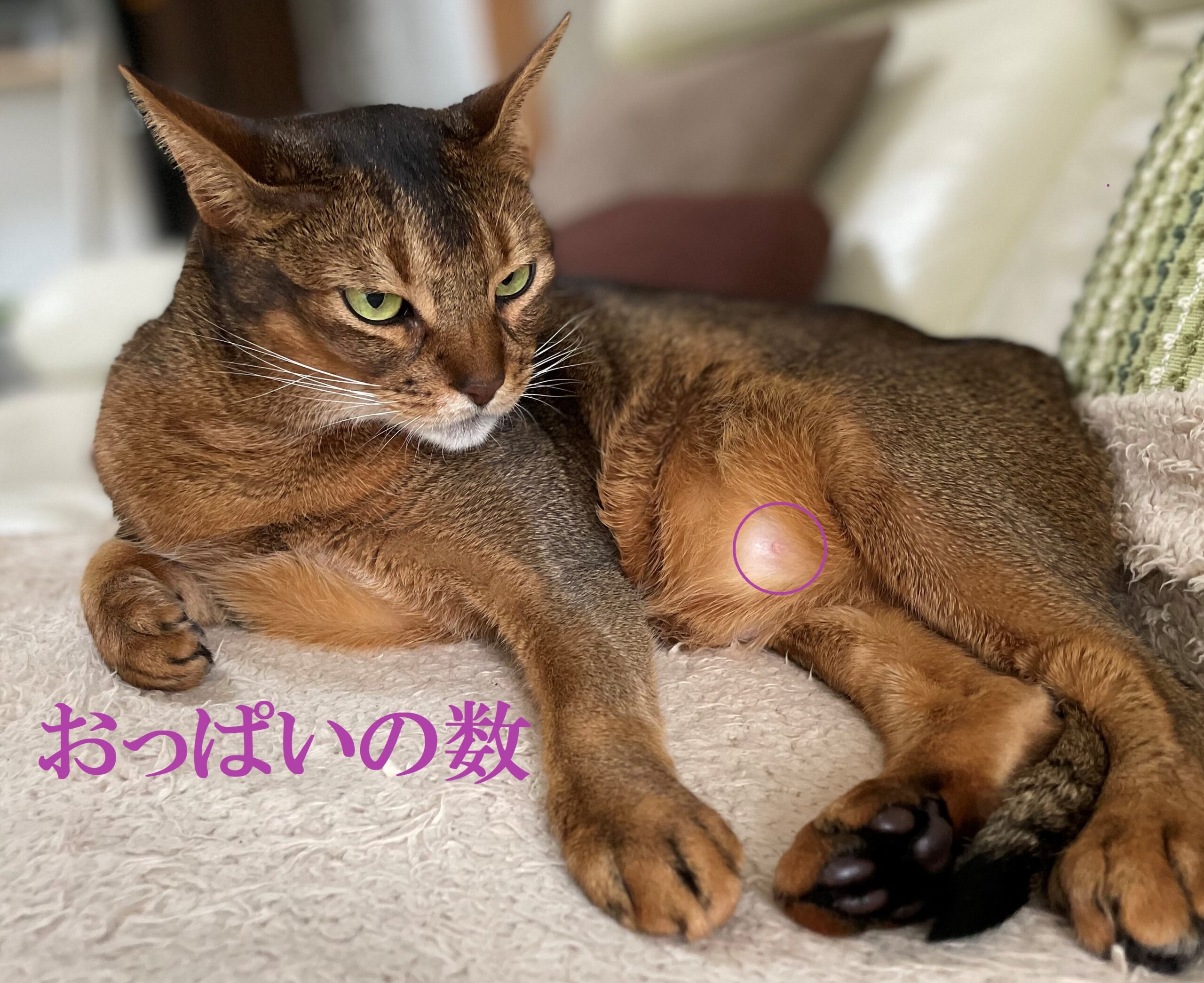 猫のおっぱいの数 キャットシッターゆるねこ