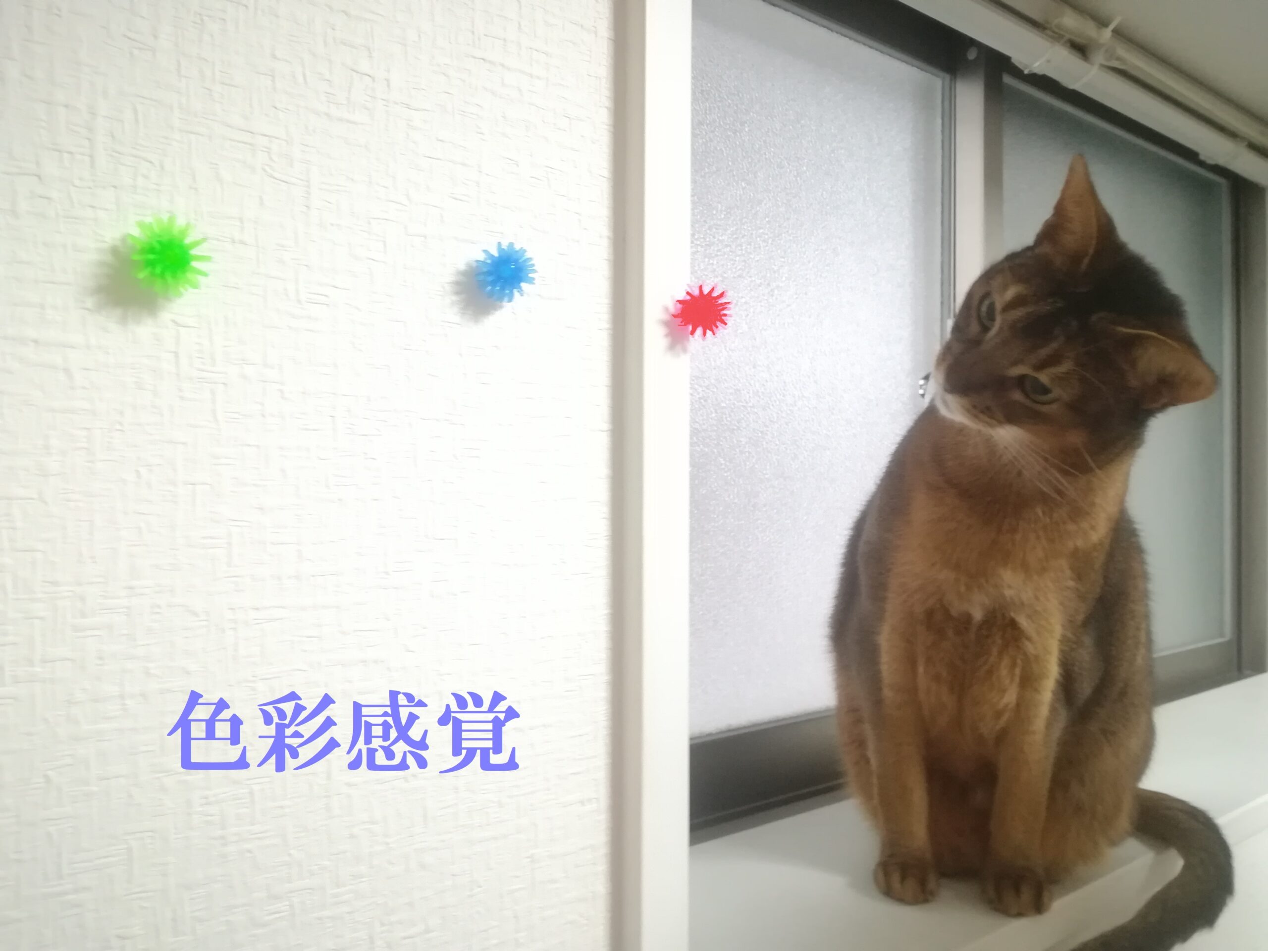 猫の色彩感覚 キャットシッターゆるねこ