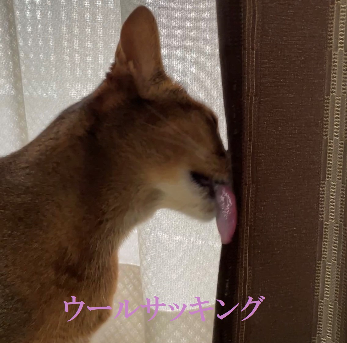 ウールサッキング とは キャットシッターゆるねこ